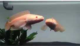 Chana striatia albino mata merah