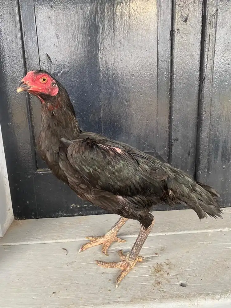 Ayam betina bangkok selatan