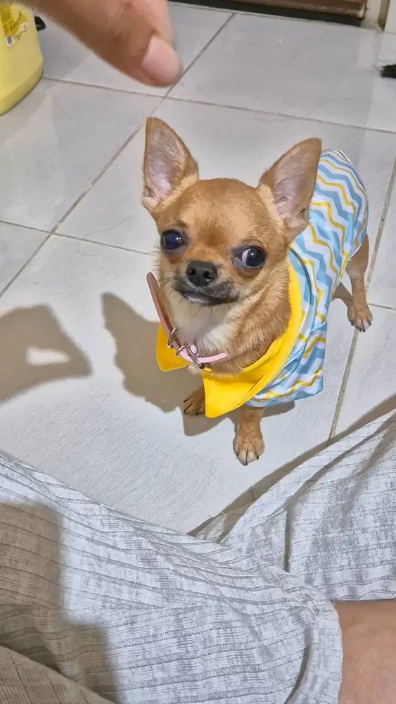 Cihuahua Betina Stanbum
