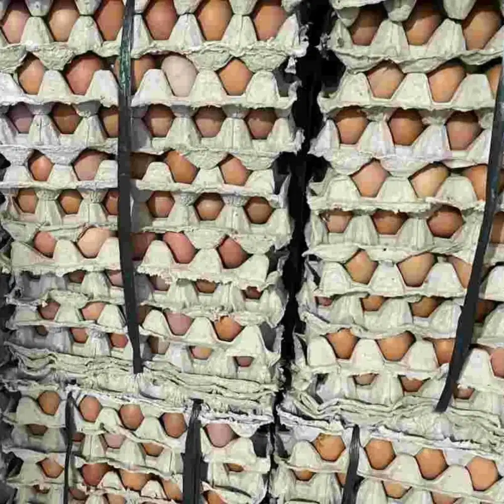Telur Ayam merah