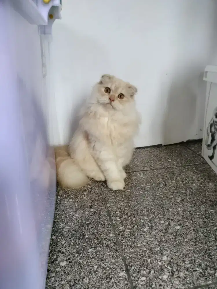Kucing betina non ped