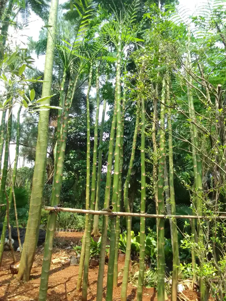Jual pohon pakis Brazil tinggi 5m