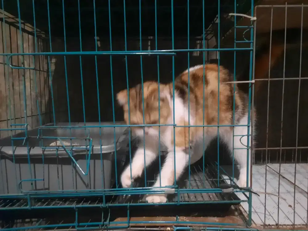 Kucing persia peaknose