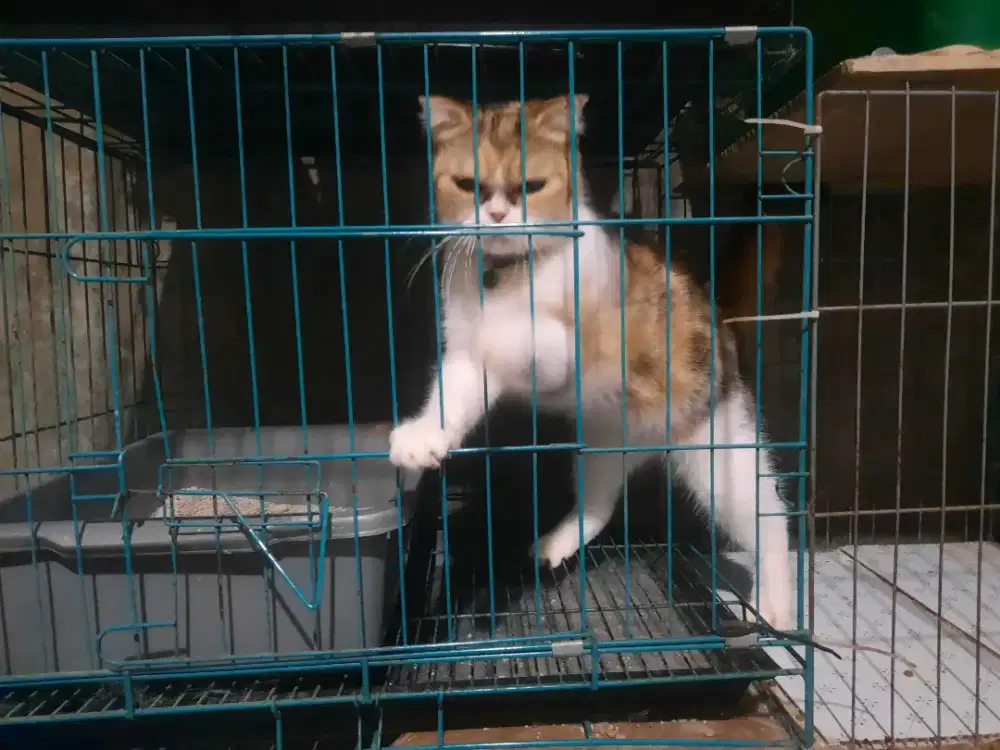 Kucing persia peaknose