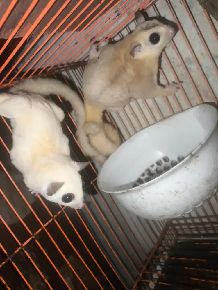 Sugar glider sepasang