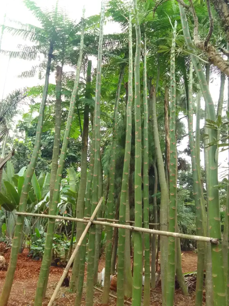 Jual pohon pakis Brazil/pohon solobium tinggi 5.meter