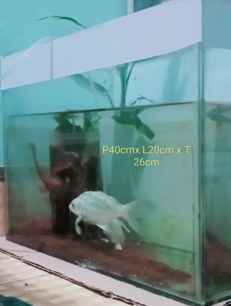 Aquarium full set & koi