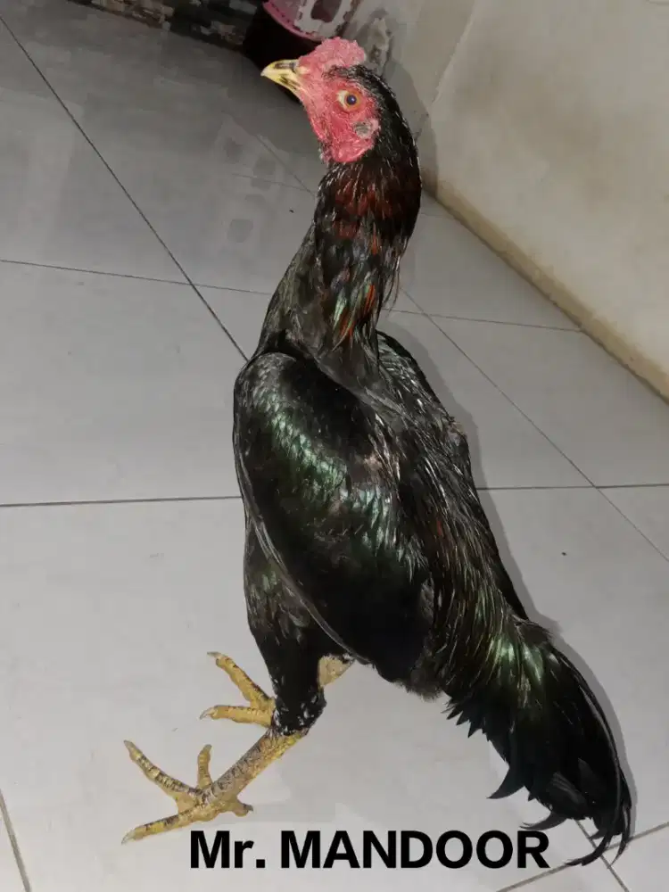Ayam bangkok pilas/kumbang hitam