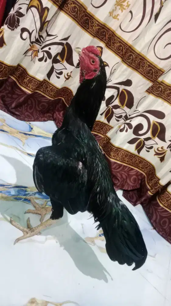 Ayam bangkok kumbang/pilas/hitam