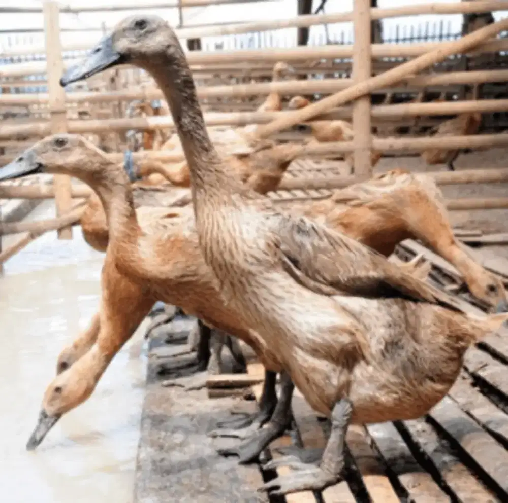 Jual bebek jawa