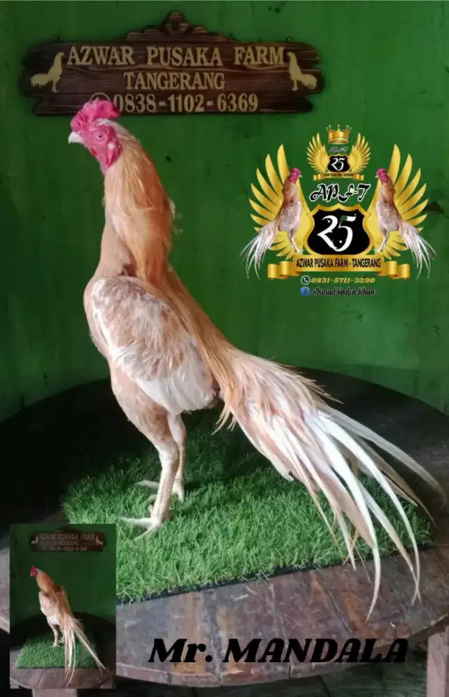 Ayam ekor lidi ory line samprang, madura