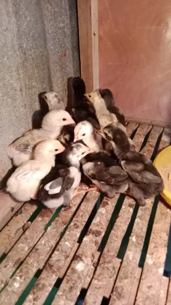 Ayam bangkok ready semua ukuran, umur, jenis