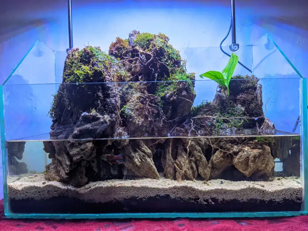 paludarium tema pegunungan dan air terjun,