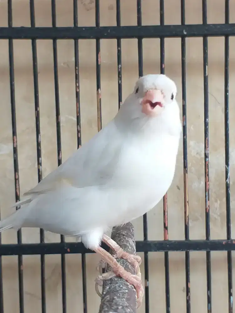 Kenari Holland Import Non Ring Betina