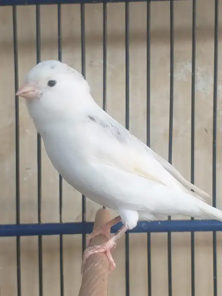 Kenari Gloster Consort x Lizard Betina