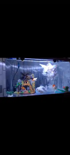 Aquarium akrilik merk nisso 60x30x40 full set