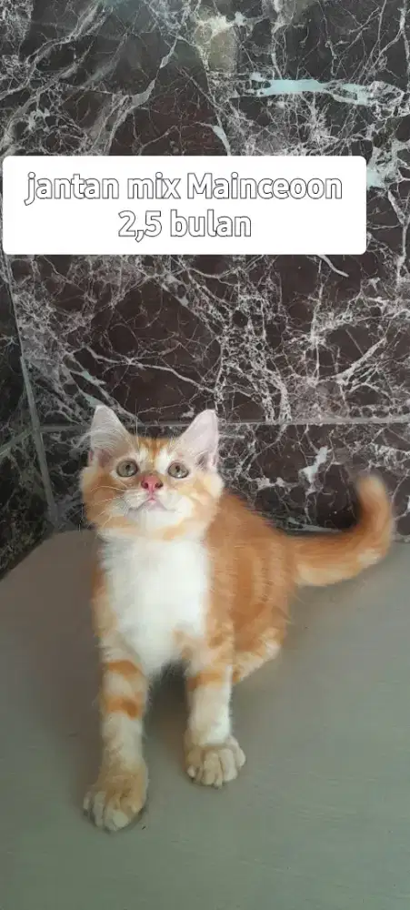 Kitten susia 2,5 bulan jantan dan betina