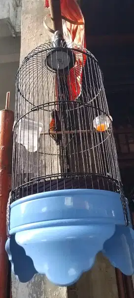 Kolibri ninja gacor