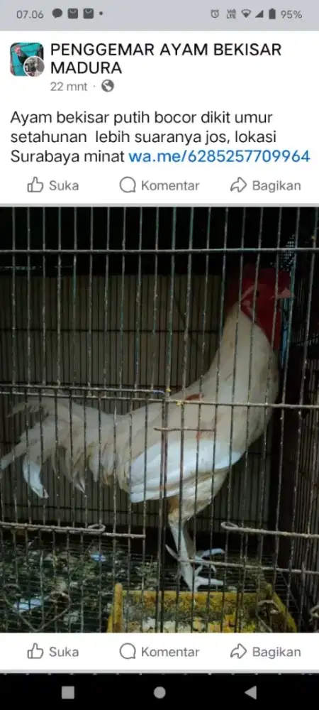 Ayam bekisar putih bocor dikit umur setahunan suaranya jos