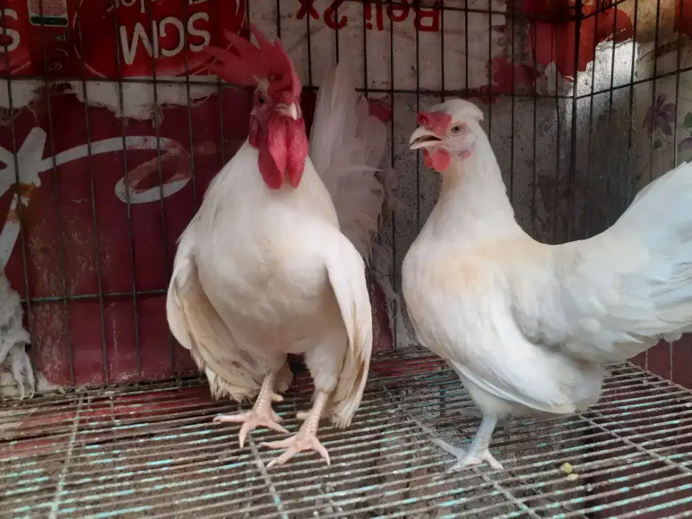 ayam kate putih jambul