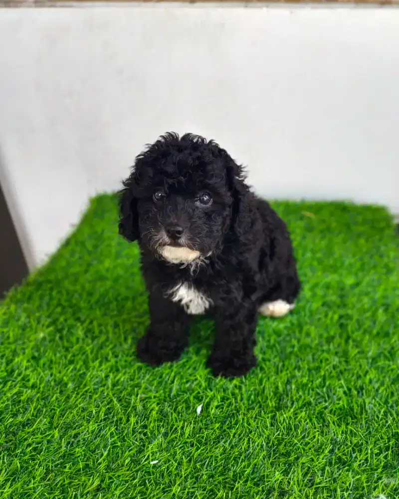Poodel betina hitam