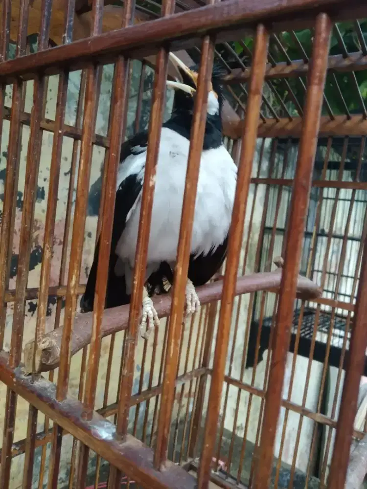 Jalak suren deker, sehat,rawatan,gacor,suara macem²
