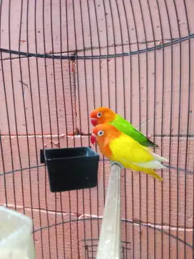 Lovebird bio green/ino x bio ino rm