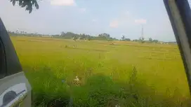 Di Jual Sawah Cianjur
