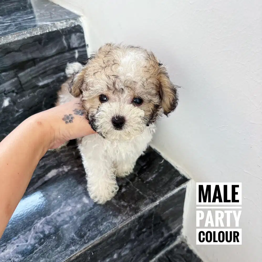 Djual party poodle
