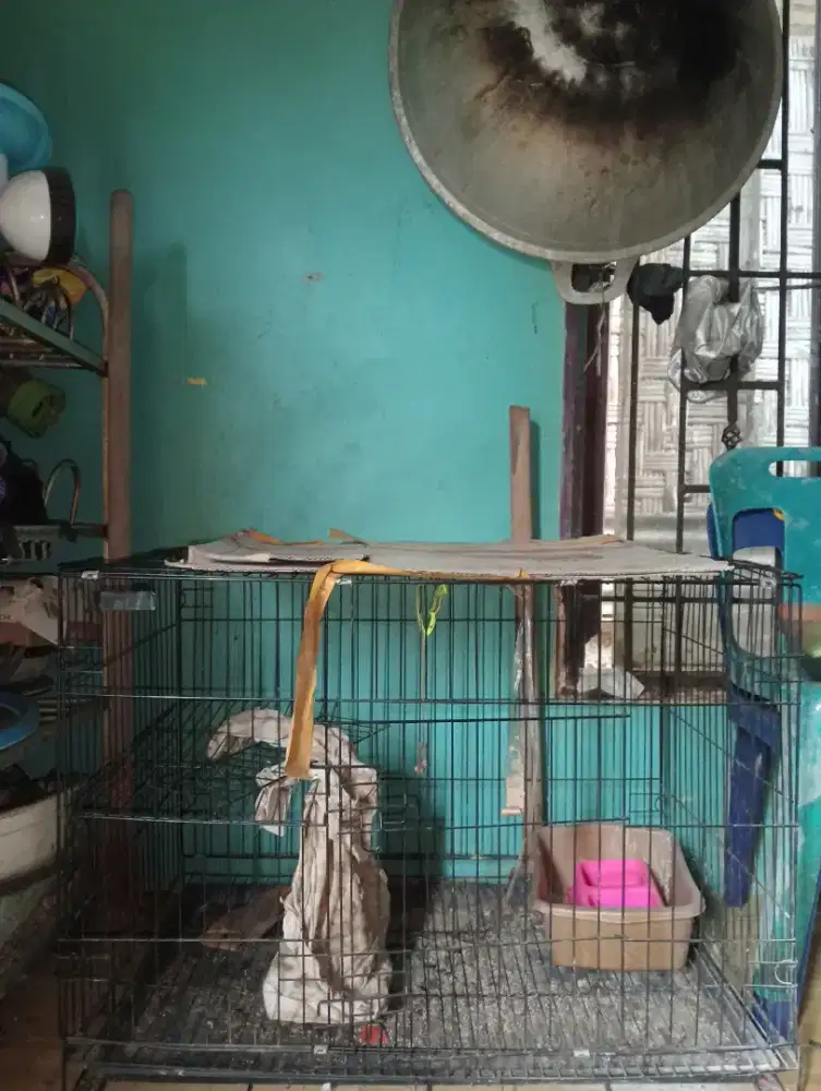Jual kandang kucing,burung,ayam.