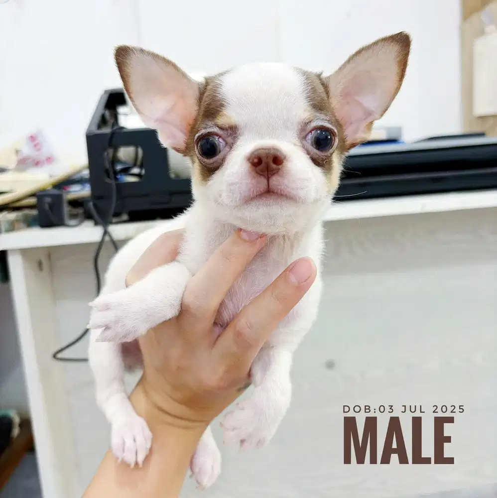 Jual chihuahua maroon murah