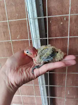Lolohan Lovebird biola