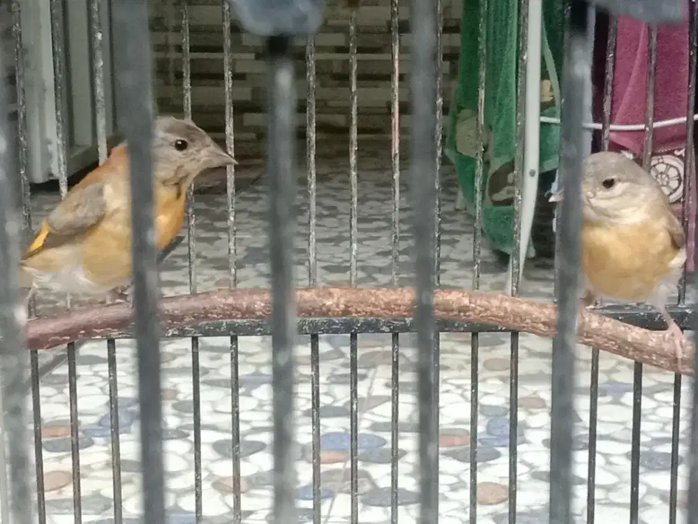 2 pasang Paud Redsiskin classic