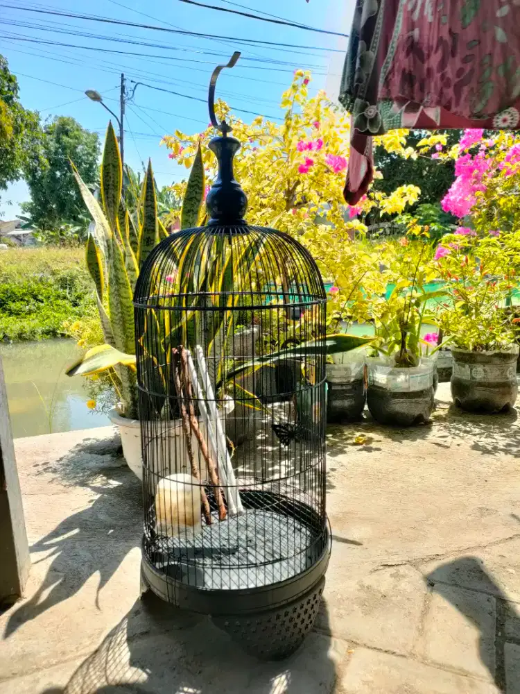 SANGKAR KAPSUL LOVEBIRD