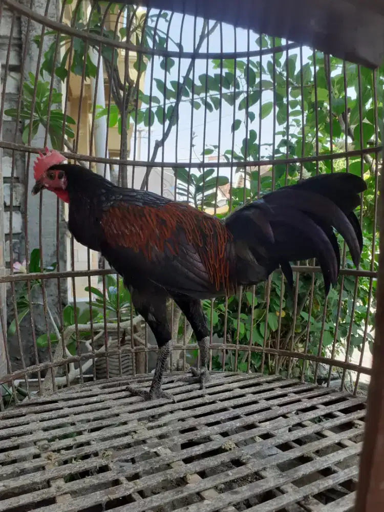 Di jual ayam bekisar warna merah hitam di jual boleh di nego