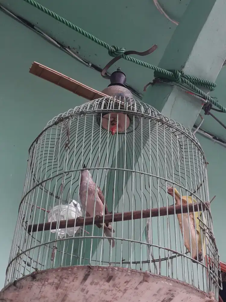 Burung crucuk muda harian bunyi