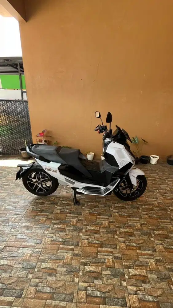 Alva Cervo Q 2024