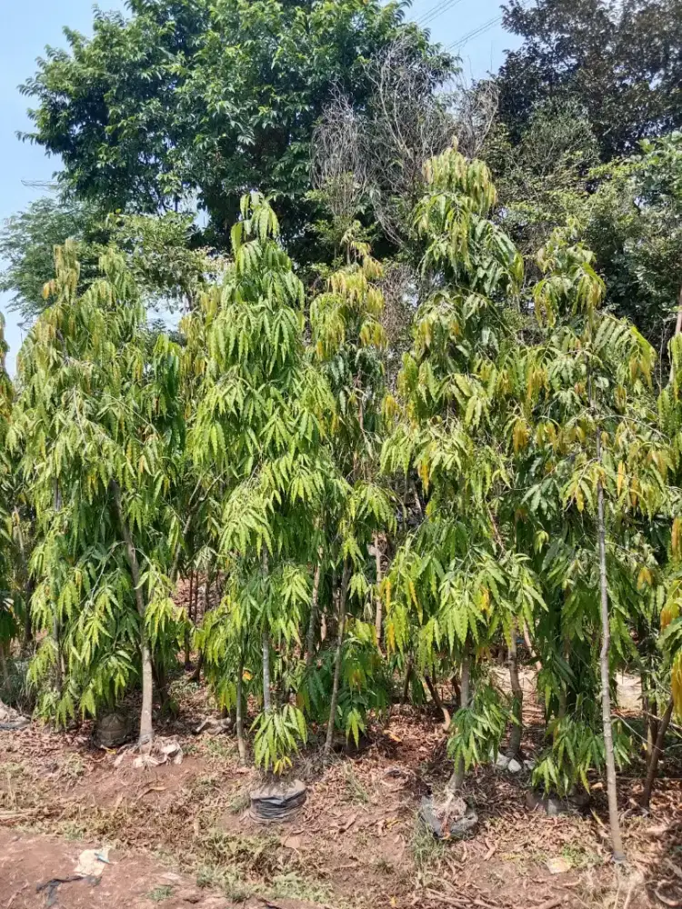 Pohon glodogan tiang