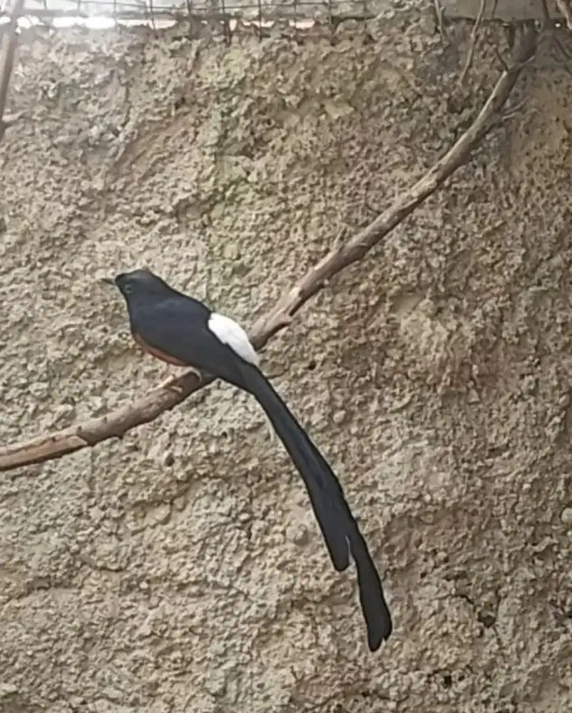 Murai klewer 27cm