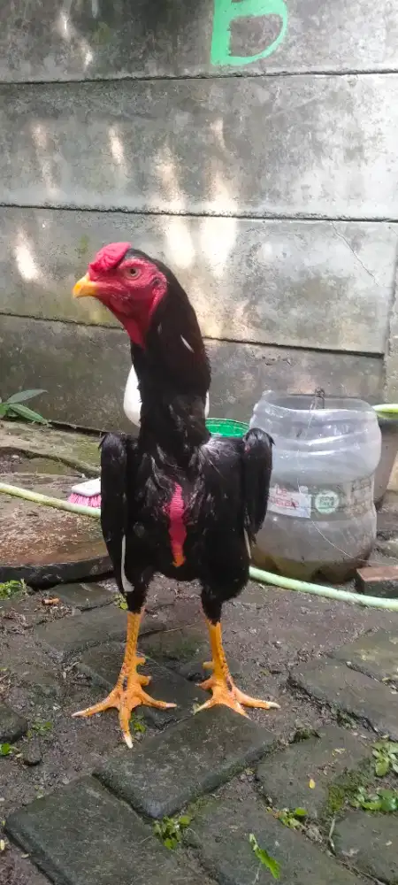 Jual ayam bangkok phakoy silangan ayam shamo
