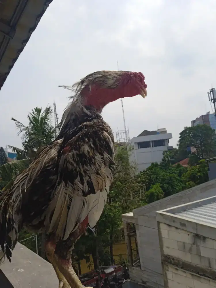 Ayam Bangkok pacekan