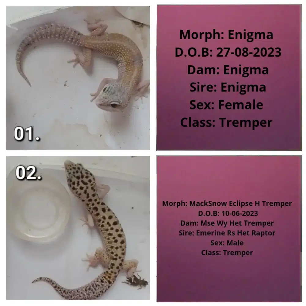 Leopard gecko dewasa