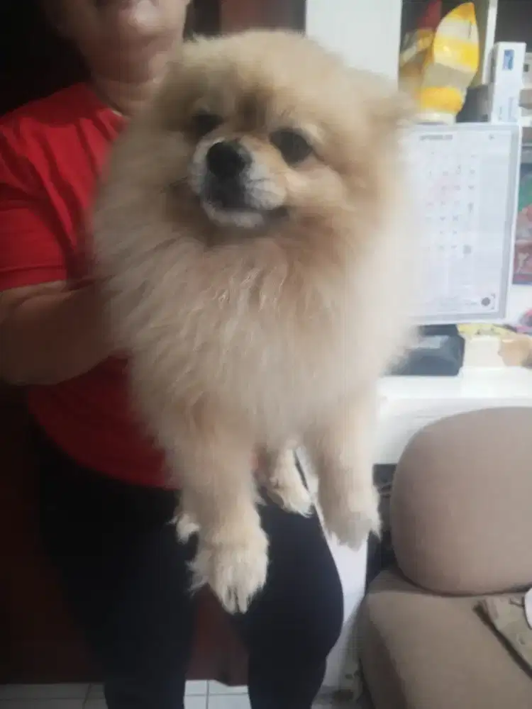 Open Pacak Pomeranian White Male (jantan)