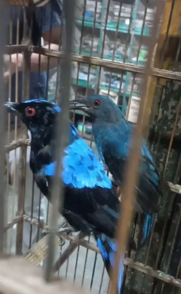 Burung C Biru Sepasang Bagus Untuk Aviary