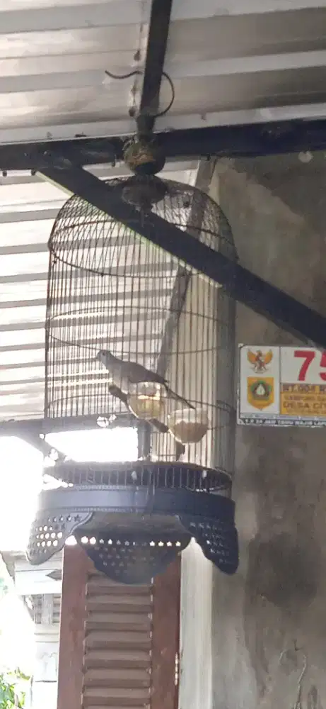 Perkutut lokal gacor standar