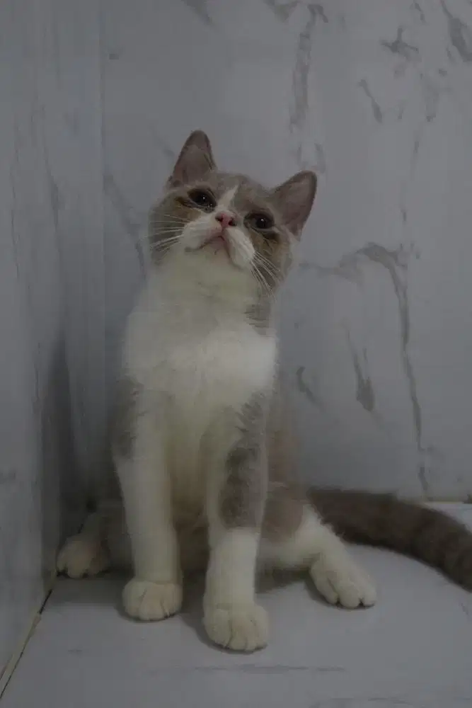 Kucing BSH Cinnamon Carrier