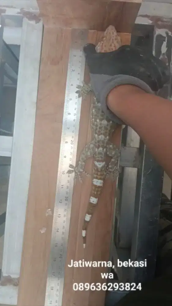 Tokek rumah 39 cm TR3