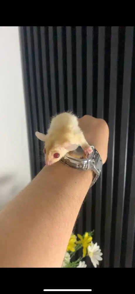 Harga nett Sugar glider creamino betina 1.5 bulan