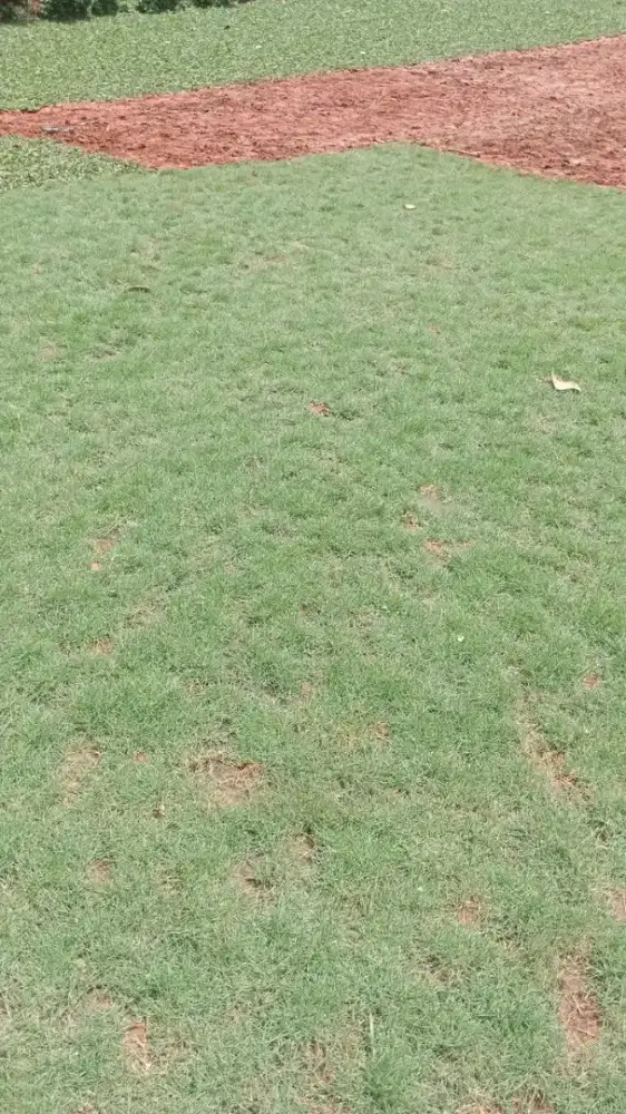 Jual rumput swis permeter