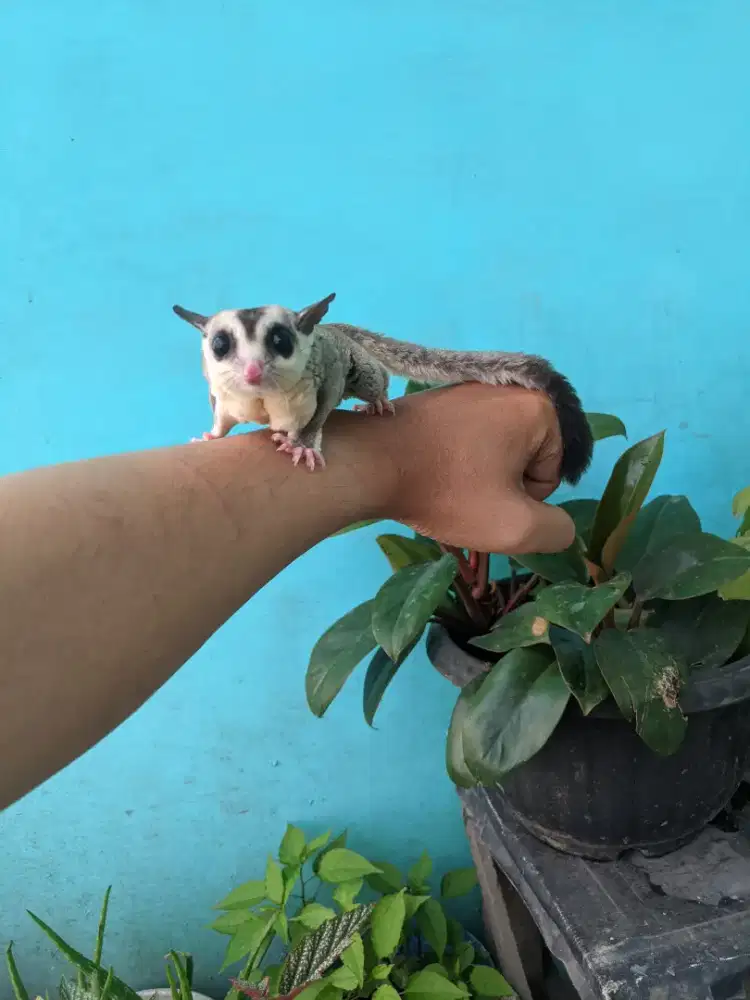 Sugar Glider WF